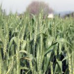 રવિ પાકનો વાવેતર વિસ્તારમાં ૫૮૬ લાખ હેક્ટરને પાર 3 KP.com wheat