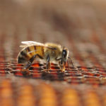 કૃષિ મિત્ર મધમાખીનો ઉછેર 2 KP.com Honeybee