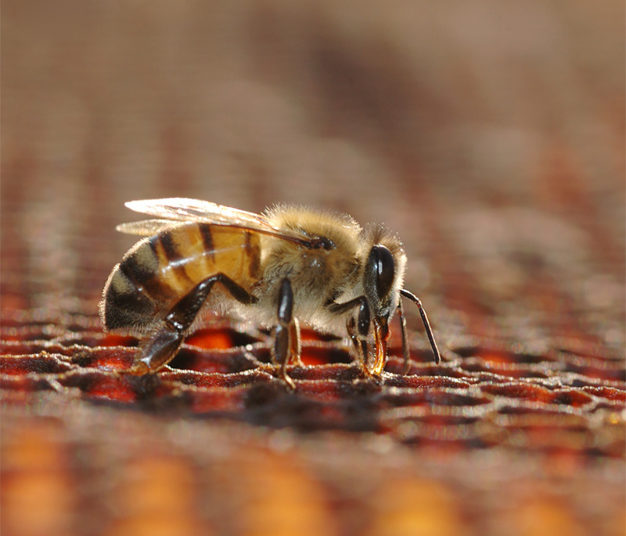 honey bee working on a cell