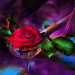 હસતું ગુલાબ 5 smiling soul rose glass 500w