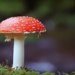 KP.com Mushroom