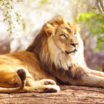 સરકારની બેદરકારીથી બે વર્ષમાં ગુજરાતમાં 184 સિંહોના થયા મોત 2 kp sasan gir