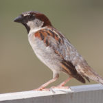 હેપી સ્પેરો ડે 2 kp sparrow