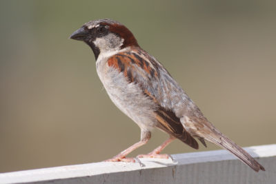 kp sparrow e1521549287858