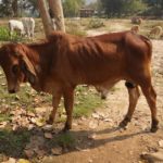 KP.com Indian COw