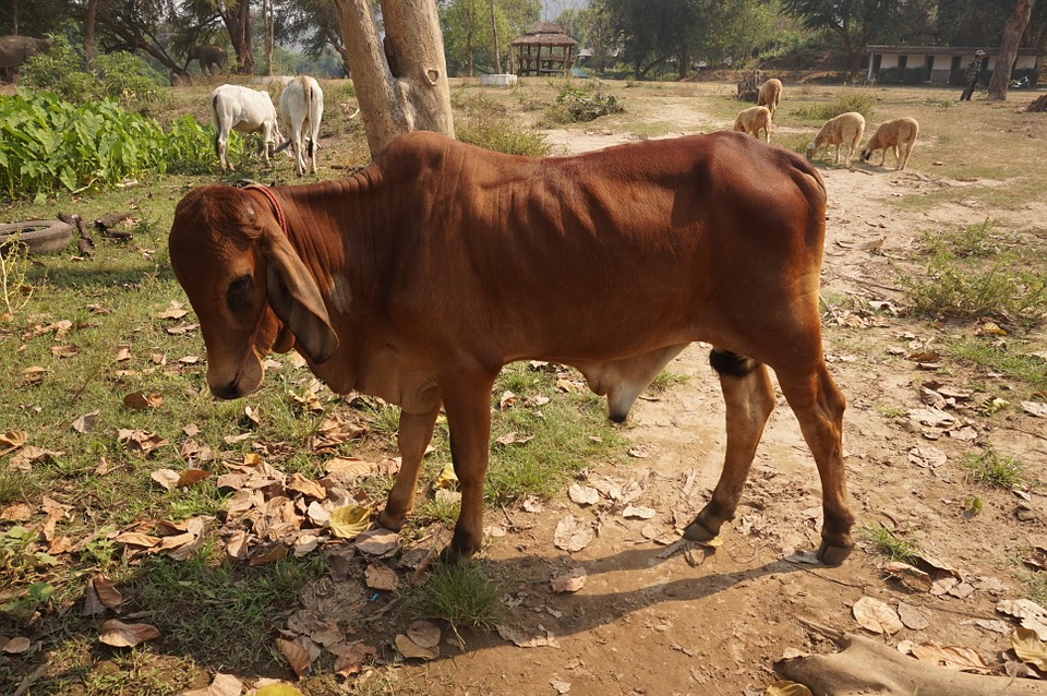 KP.com Indian COw