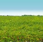 આઇ ખેડૂત પોર્ટલ એપ્રિલ માસ માટે ખુલ્લું મુકાયું 3 KP.com iKhedut