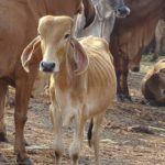 KP.com Cow