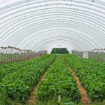 ગ્રીન હાઉસ અપનાવી વધુ આવક મેળવો 3 KP.com Green House