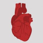 બ્લડ ગ્રુપના કારણે હાર્ટ અટેક 2 KP.com human heart e1527343968370