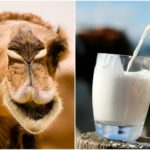 આયુર્વેદિક ગુણોથી ભરપૂર એવા ઊંટડીના દૂધની શહેરોમાં માંગ વધી 2 kp.comcamel milk