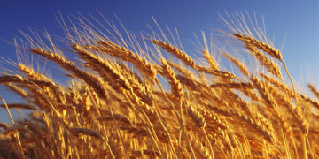 Wheat crop ready for harvest, close-up, Australia