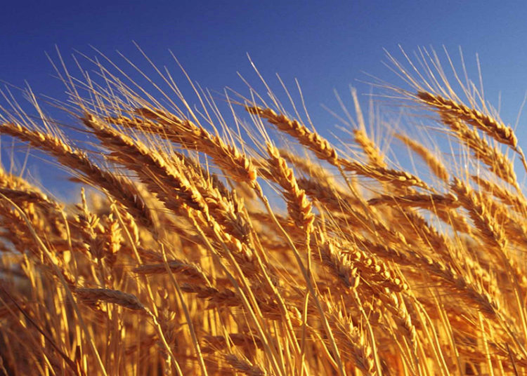 Wheat crop ready for harvest, close-up, Australia