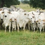 National Gokul Mission e1528902074770