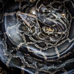 ઇંડોનેશિયામાં ગાયબ થયેલી મહિલા અજગરના પેટમાંથી મળી 2 python