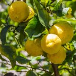 લિંબુમાં વિટામીન સી ભરપુર 2 Lemon Tree