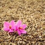 શું તમે જીરું વિશે આટલું જાણો છો? 8 Orhid Flower Cumin Closeup Spice Grains