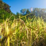 દક્ષિણ ગુજરાત-સૌરાષ્ટ્રમાં લીલા દુષ્કાળની પરિસ્થિતી ઉભી થતા પાક બચાવવા અને નવા પાકનુ વાવેતર કરવા ભલામણ 3 Rice