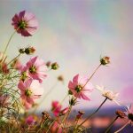 ગમતાનો કરીએ ગુલાલ- ૧૪ 6 kp.comwindflower