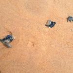Portuguese Man of War jelly fish spotted on Baga beach
