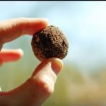 વડોદરામાં યોજાયો અનોખો 'સીડ બોલ થ્રોઇંગ' કાર્યક્રમઃ જુઓ વિડિયો 3 Seed Ball Thowing