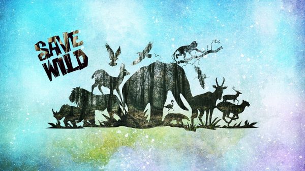 વિકૃત આનંદ મેળવનાર તત્વો વન્યજીવો માટે ખુબ ખતરારૂપ 1 kp.comsavewilde e1533283546613