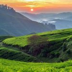 મલેશિયા યાત્રા ભાગ ૪ – દુનિયા ઉપર પા પા પગલી 3 cameron highlands