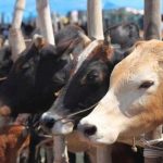 cow