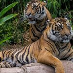 વજિરિયા જંગલના કાકડિયા ગામે ટાઇગર સફારી બનશે 3 kp.comtiger