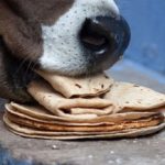 Bread fed to cows and dogs