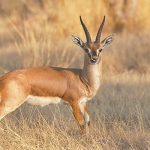 Antelope hunter shot 3 policemen