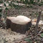 Chandanchor cut down 7 trees and took 4