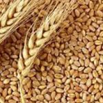 યુએસ ભારતને ઘઉં નિકાસ માટે અનુરોધ કરશે 2 The world has only 70 days worth of wheat