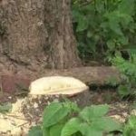 ગાંધીનગરના નાંદોલના ઔષધવનમાંથી ૬ ચંદનના વૃક્ષો ચોર કાપીને લઈ ગયાં 2 File 01 Page 17 1