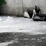 સરસપુરમાં વરસાદી પાણીમાં કેમિકલવાળું પાણી ફરી વળ્યું 2 File 01 Page 12 2