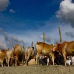 શું ઝિમ્બાબ્વેમાં ખરાબ હાલત વચ્ચે લોકો પશુમાં કરી રહ્યા રોકાણ?.. શું ગાય છે એક સુરક્ષિત વિકલ્પ? 3 File 01 Page 04