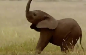 elephant e1662804512859