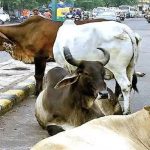 અમદાવાદમાં પોલીસ હવે રખડતા ઢોર પકડવા એએમસીની ટીમને મદદ કરશે 3 File 02 Page 20