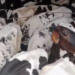 વડોદરાના શિનોર નજીક ૧૮ જેટલી ગાયોને લઇને જઇ રહેલો ટ્રક પકડાયો 2 File 02 Page 08