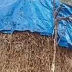 માવઠાંથી વલસાડ જિલ્લામાં ડાંગરના પાકમાં નુકસાન જવાની ભીતિ 2 Page 31