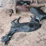 હળવદ તાલુકાનાં સુંદરગઢ ગામે વીજળી પડતાં ૪ બકરાના મોત 3 Page 35