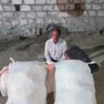 જસદણના બે અને વિંછીયાના એક ખેતરમાંથી કુલ ૨૦૦ કિલો ગાંજાે જપ્ત કરાયો 2 File 02 Page 12 1