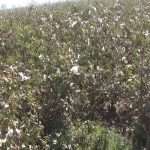 હવે સફેદ સોનું ગણાતા કપાસના ભાવે ખેડૂતોને રડાવ્યા 2 kapas