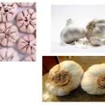 Rajkot: ગોંડલ માર્કેટ યાર્ડમાંથી પ્રતિબંધિત ચાઈનીઝ લસણ મળી આવતા ખળભળાટ 3 Prohibited Chinese garlic found in Gondal market yard