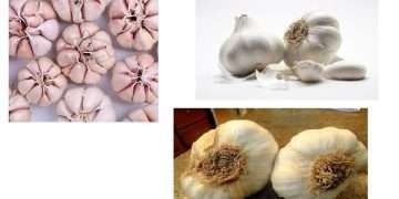 Prohibited Chinese garlic found in Gondal market yard