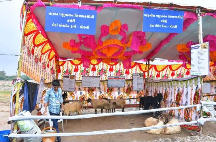 Gujarats biggest 'Tarnetar Fair' begins today, specially organized by the state government