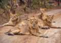 43.50 crore sanctioned for Junagadh-Menderada-Talala road lion safari park