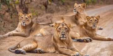 43.50 crore sanctioned for Junagadh-Menderada-Talala road lion safari park