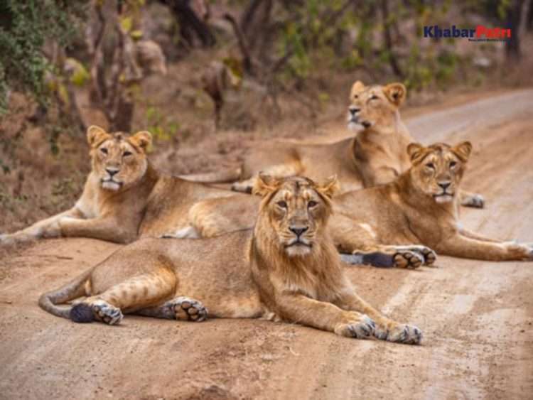 43.50 crore sanctioned for Junagadh-Menderada-Talala road lion safari park