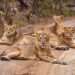 43.50 crore sanctioned for Junagadh-Menderada-Talala road lion safari park